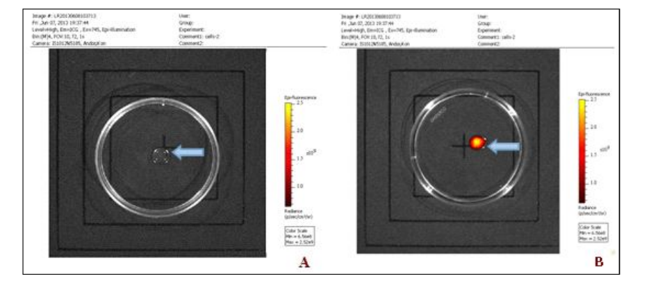 图1A alt: DIR标记UC-MSCs深红色荧光显影效果(40倍显微成像);图1B alt: 对照组细胞无荧光信号对比图