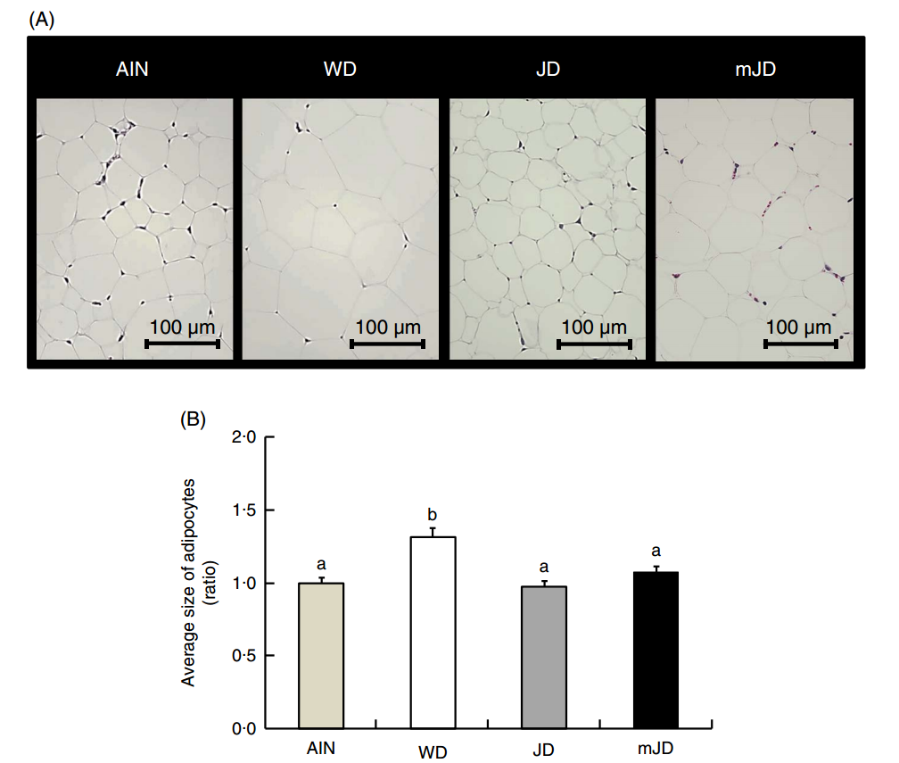 图1(A) AIN-93G与日本饮食对脂肪细胞影响的显微对比图;图1(B) 动物实验各组脂肪细胞大小统计学分析图表