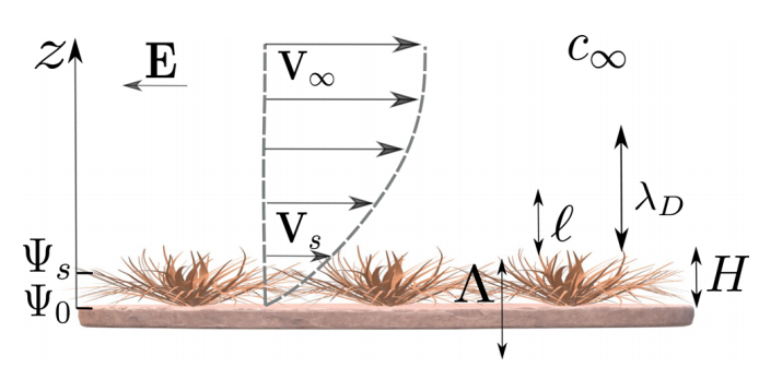 典型带电纳米涂层的多孔结构，显示电解质溶液渗透路径与双电层分布