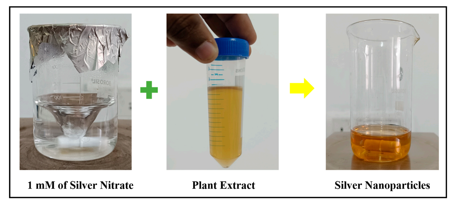 银纳米粒子穿透细菌细胞壁电镜图