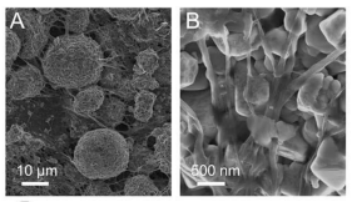 图1A：NMC/CNT复合电极SEM图像展示碳纳米管包裹二次颗粒结构；图1B：20μm NMC二次颗粒表面碳纳米管分布显微成像