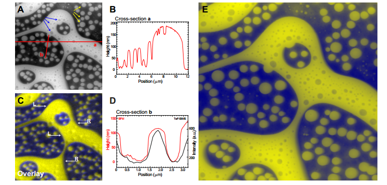 SFM与ToF-SIMS数据融合显示的5nm有机层元素分布
