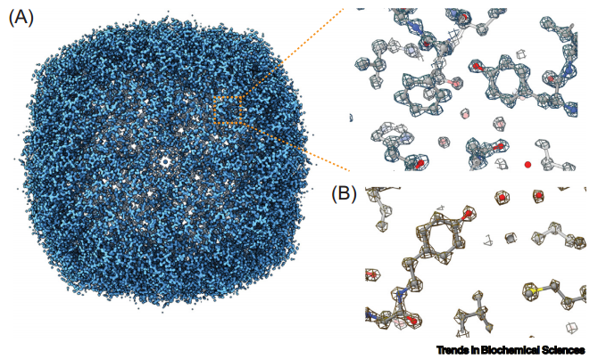 图1A：载铁蛋白1.22Å分辨率冷冻电镜图，清晰显示氢键网络与原子定位；图1B：人类β3GABAA受体结构中氢原子分布，对比X射线晶体学成像差异