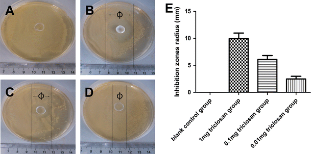 三氯生-WBPU材料对奇异变形杆菌的抑菌圈对比图：从左至右分别为1mg、0.1mg、0.01mg载量组，标尺显示抑菌圈直径差异