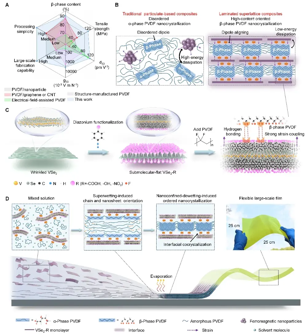 图1 高性能磁电薄膜的制备。(A)典型聚合物基铁性材料的性能雷达图对比。(B)传统颗粒基磁电复合材料与层状磁电复合材料的结构示意图。(C)VSe2、重氮化修饰VSe2以及诱导PVDF的β相成核示意图。(D)磁电薄膜的制备过程与机理示意图。