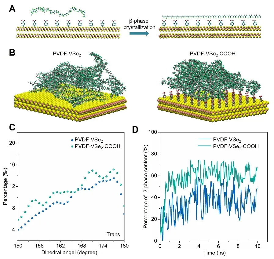 图2 PVDF在VSe2或VSe₂-COOH表面极化的分子动力学(MD)模拟。(A) PVDF聚合物链在VSe₂-COOH表面原位β相结晶的示意图。(B) 最终模拟快照,展示了PVDF链在VSe₂或VSe₂-COOH表面的极化行为。(C) PVDF链中接近180°(反式构象)的二面角分布(10纳秒模拟周期内平均值)。(D) PVDF链中β相随模拟时间的演变。