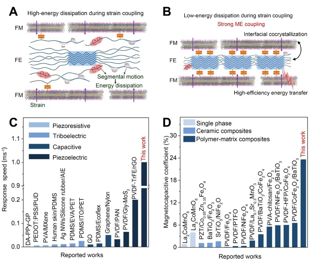 图3纳米复合薄膜的磁电耦合机理以及性能对比图。(A)低结晶度和(B)高结晶度下磁电耦合过程的机理示意图。(C)磁电传感器的响应速度对比图。(D)磁电复合薄膜的磁容系数对比图。