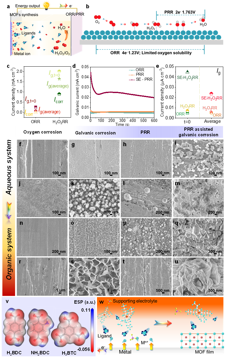图4基于氧腐蚀以及H2O2还原的电偶腐蚀体系设计