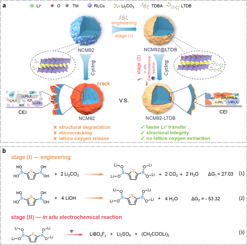 LTDB对单晶NCM92正极的作用机制示意图