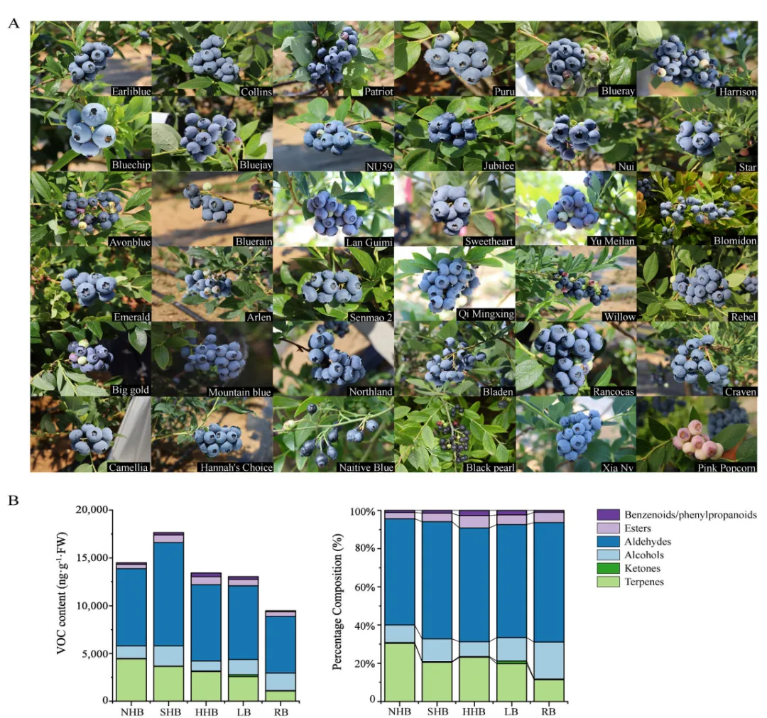 （A）商业成熟期的代表性浆果样品。（B）五大蓝莓类群的总挥发性化合物（左图）及六类挥发性物质的占比分布（右图）分析。缩写：NHB，北高丛蓝莓；SHB，南高丛蓝莓；RB，兔眼蓝莓；LB，低灌蓝莓；HHB，半高丛蓝莓。（A）响应信号雷达图与（B）电子鼻主成分分析图