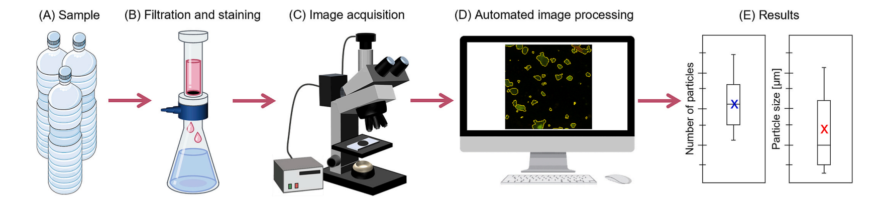 样品 (A) 在过滤装置中预浓缩和染色。孵育 15 分钟后，过滤完成 (B)。在荧光显微镜下获取图像 (C)。自动图像处理 (D) 可产生染色颗粒的定性和定量数据 (E)